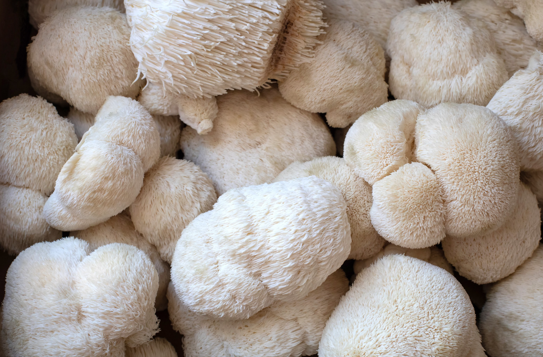 Lion's mane and it's duration in the body by feel free
