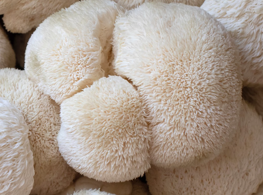 Lion's Mane Mushrooms and feel free