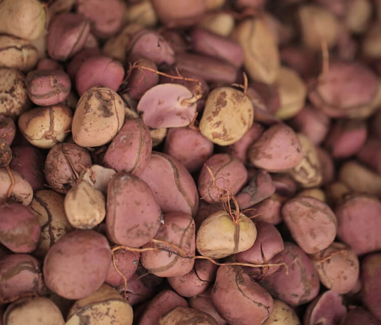 botanic tonic feel free kola nut mobile