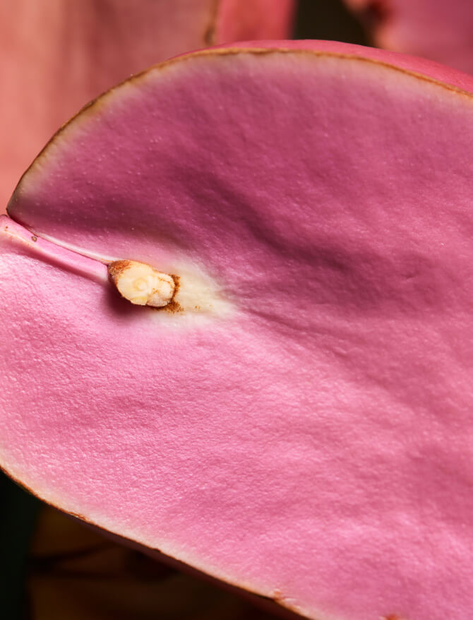 botanic tonic feel free ingredient kola nut