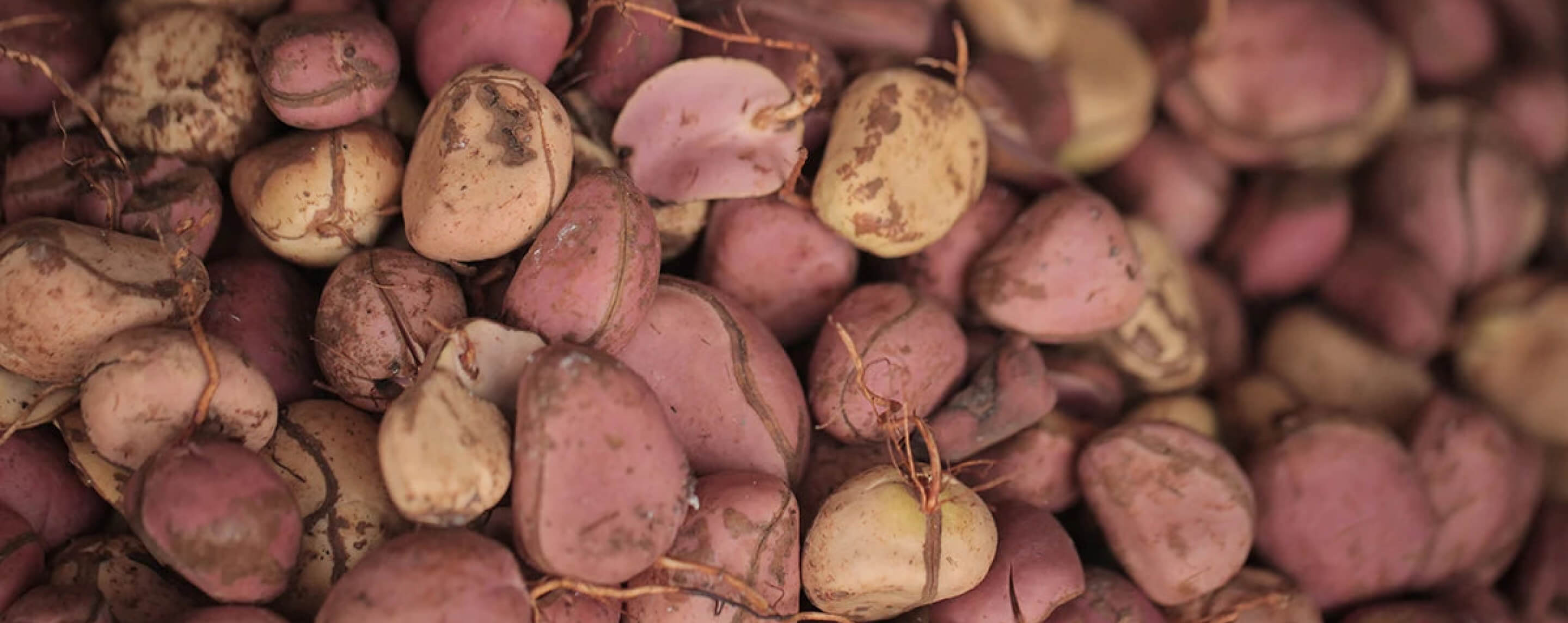 botanic tonic feel free ingredient kola nut