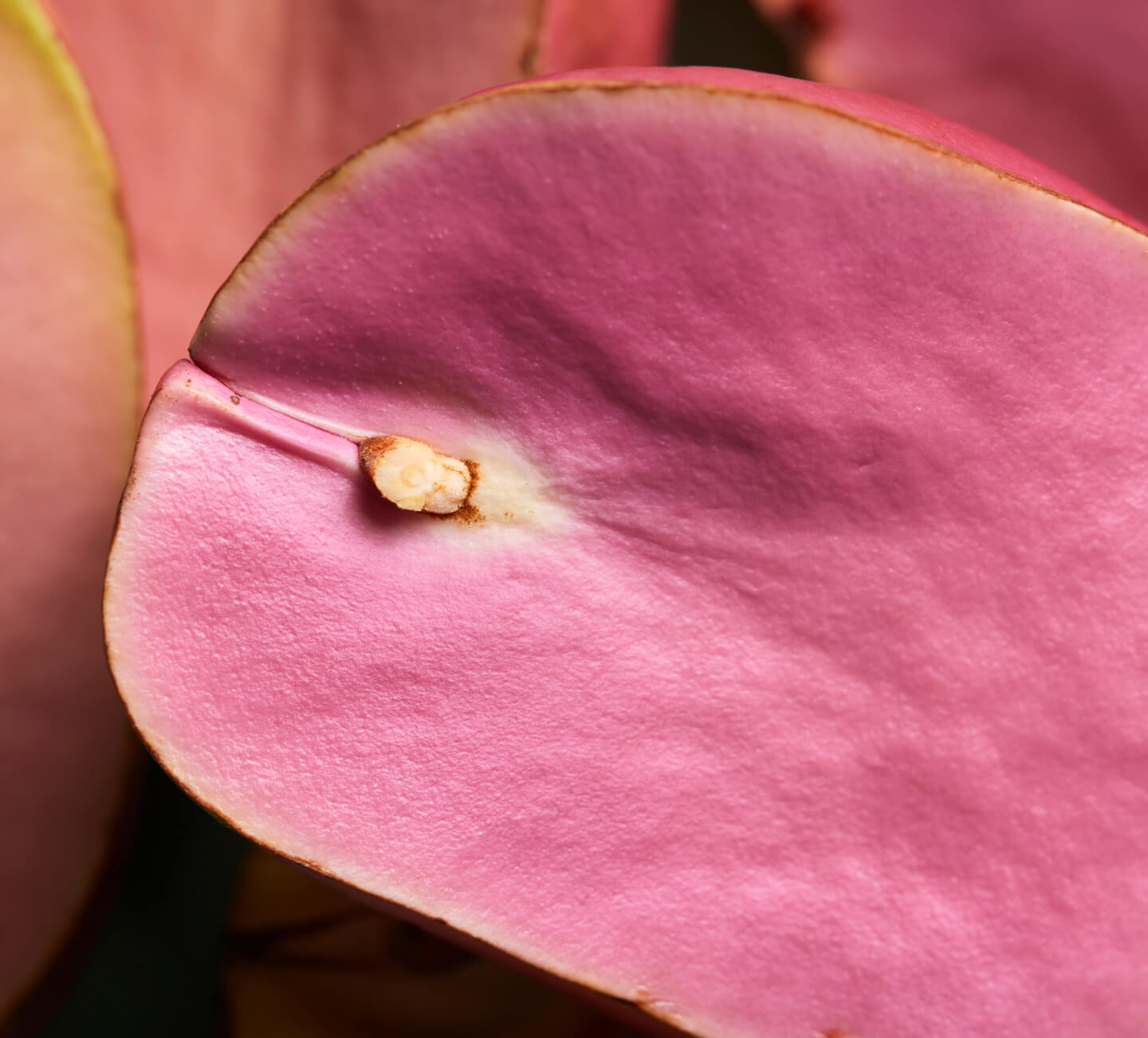 botanic tonic feel free ingredient kola nut