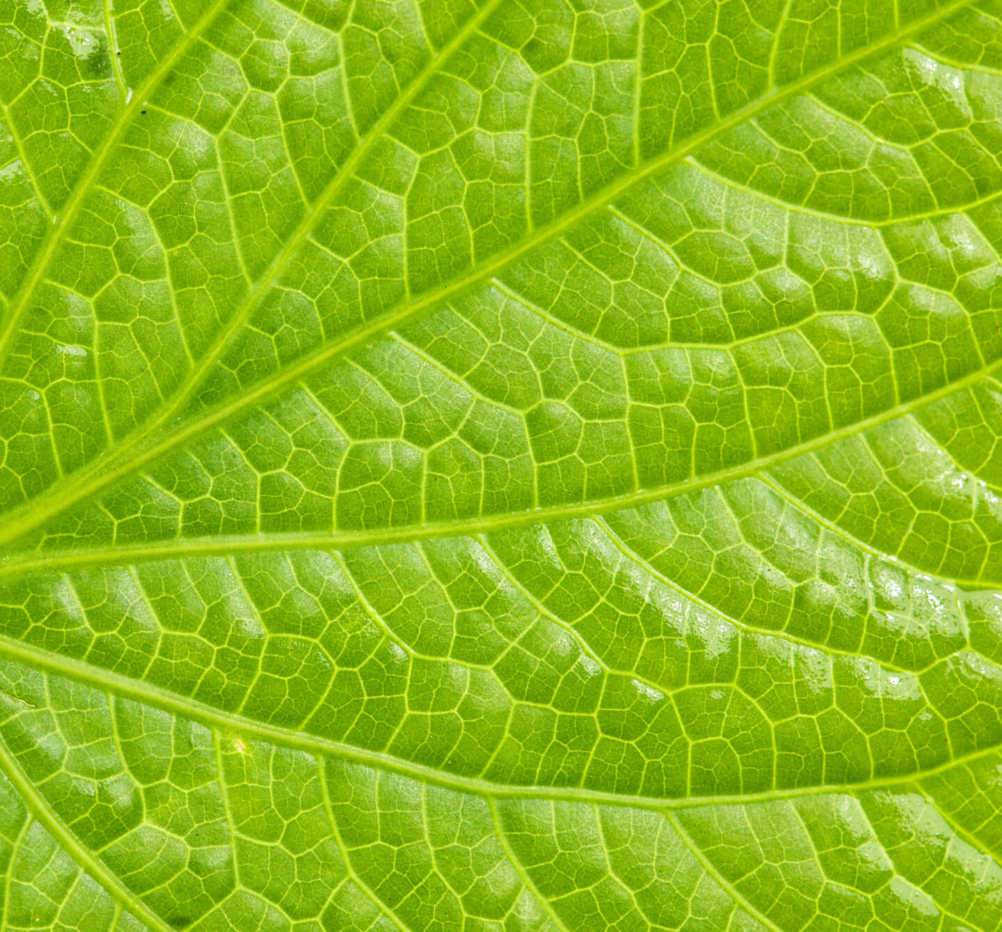 botanic tonics feel free kava ingredient leaf
