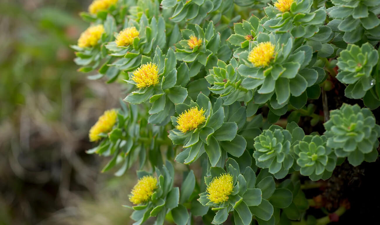 rhodiola