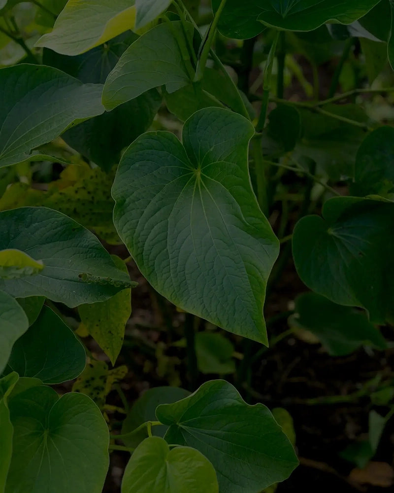 botanic tonic feel free kava - what is kava?