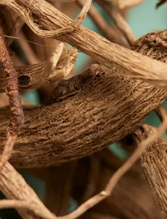 botanic tonic feel free ingredient kava