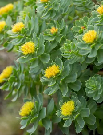 botanic tonic feel free ingredient rhodiola