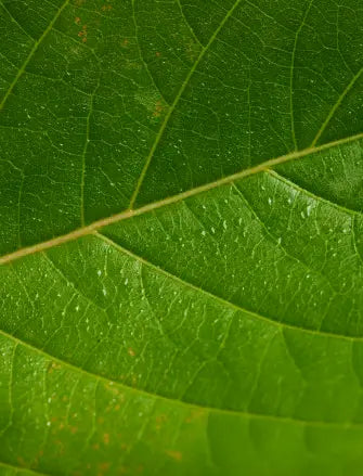 botanic tonic feel free ingredient kratom