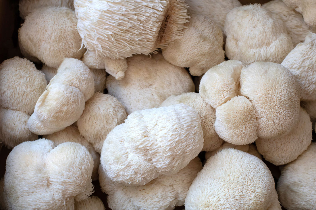 Can You Take Lion's Mane Before Bed? | Botanic Tonics