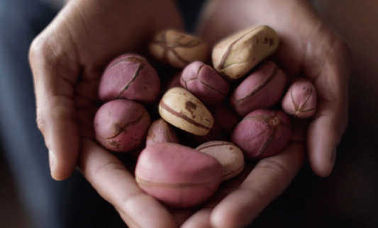 4 Kola Nut Benefits | Botanic Tonics