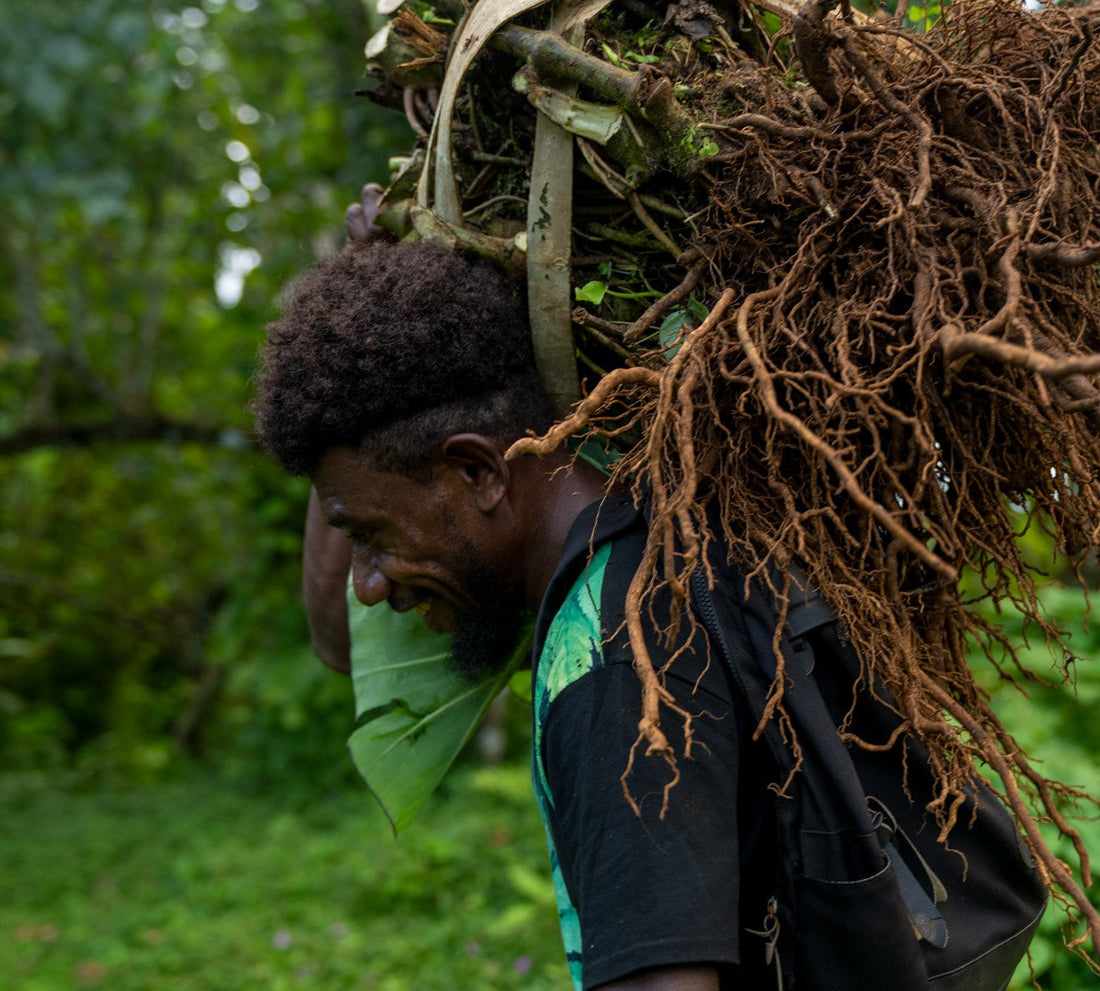 Kava and how it is sourced ethically by feel free. Feel free tonic features kava root and leaf kratom known to help with relaxation, productivity and focus.