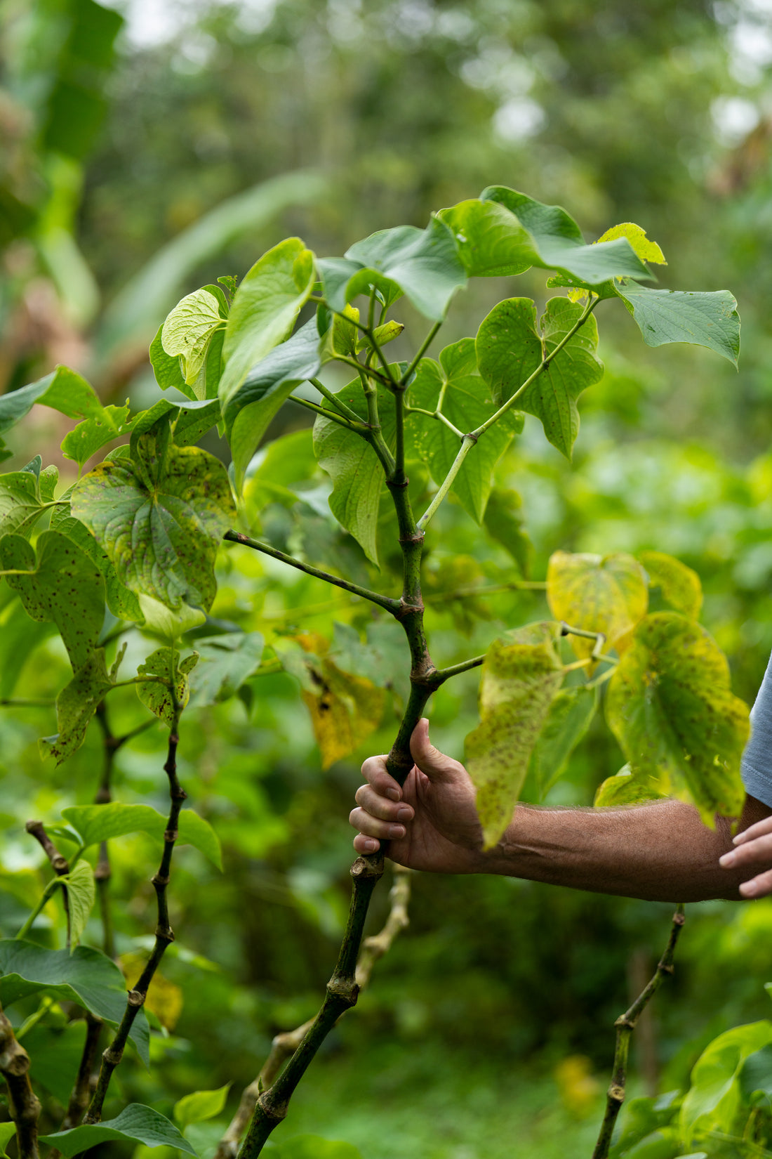 How Long Does Kava Last? | Botanic Tonics
